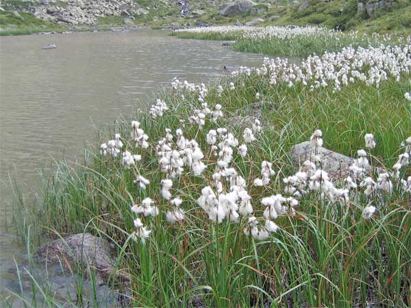 flore lacs pyrénéens